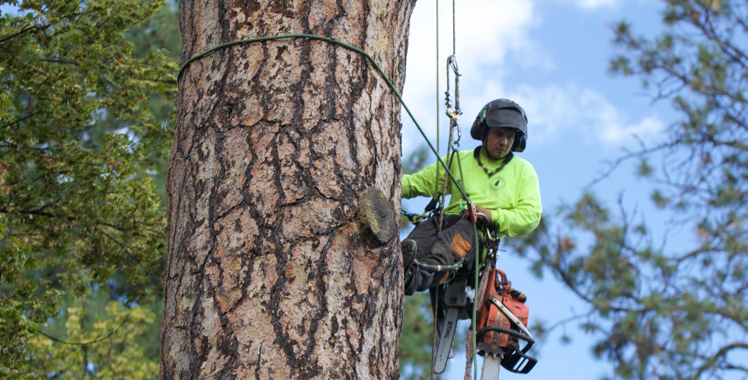 Reliable Tree Removal Manassas VA Company Ensuring Expert Results