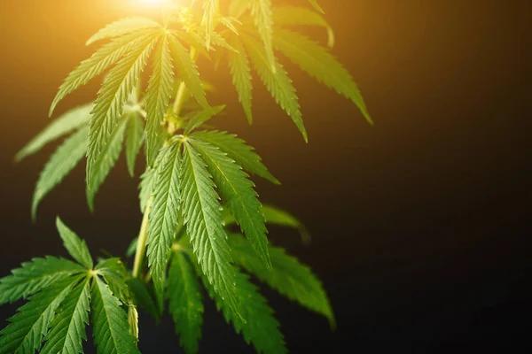 How to Choose the Right Dispensary Kansas City for Your Needs