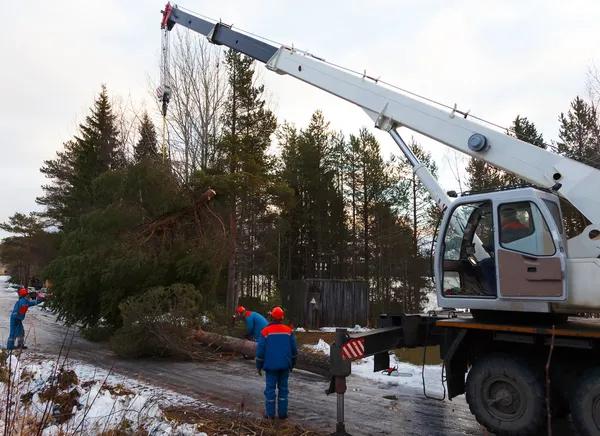 Choose the Right Tree Service Auburn for Expert Tree Care