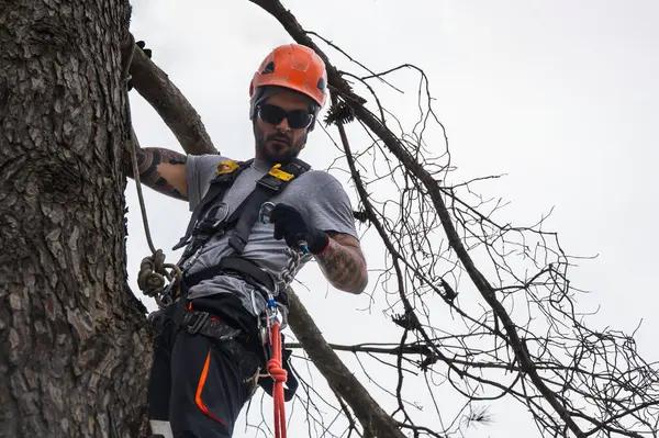 Trusted Tree Service in Springfield IL for Complete Tree Care